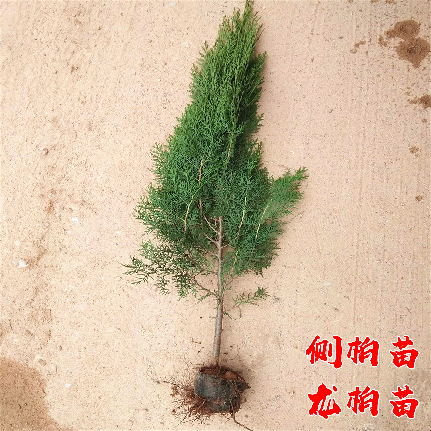 侧柏树苗扁柏小苗四季常青耐寒绿化篱笆风景树塔松桧柏龙柏墓地松