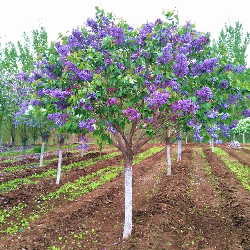 丁香花树苗高杆嫁接丁香小苗别墅庭院大型盆栽浓香耐寒风景树植物
