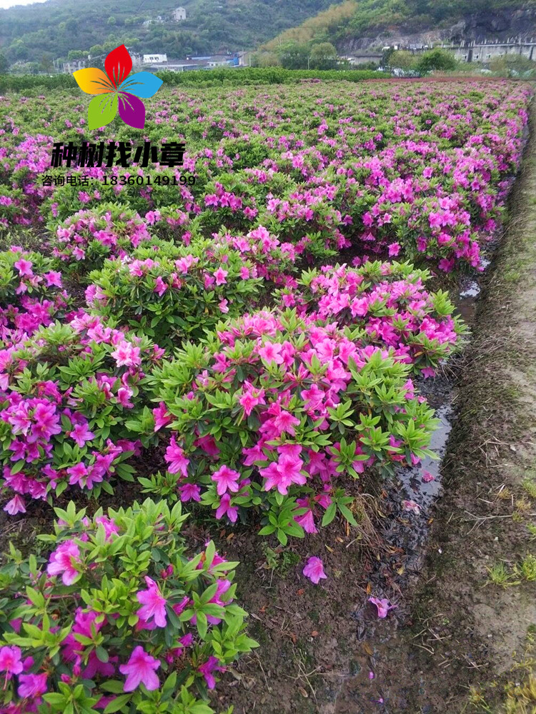 毛杜鹃球树苗紫鹃花小苗别墅庭院盆栽四季常青绿化风景植物毛鹃苗