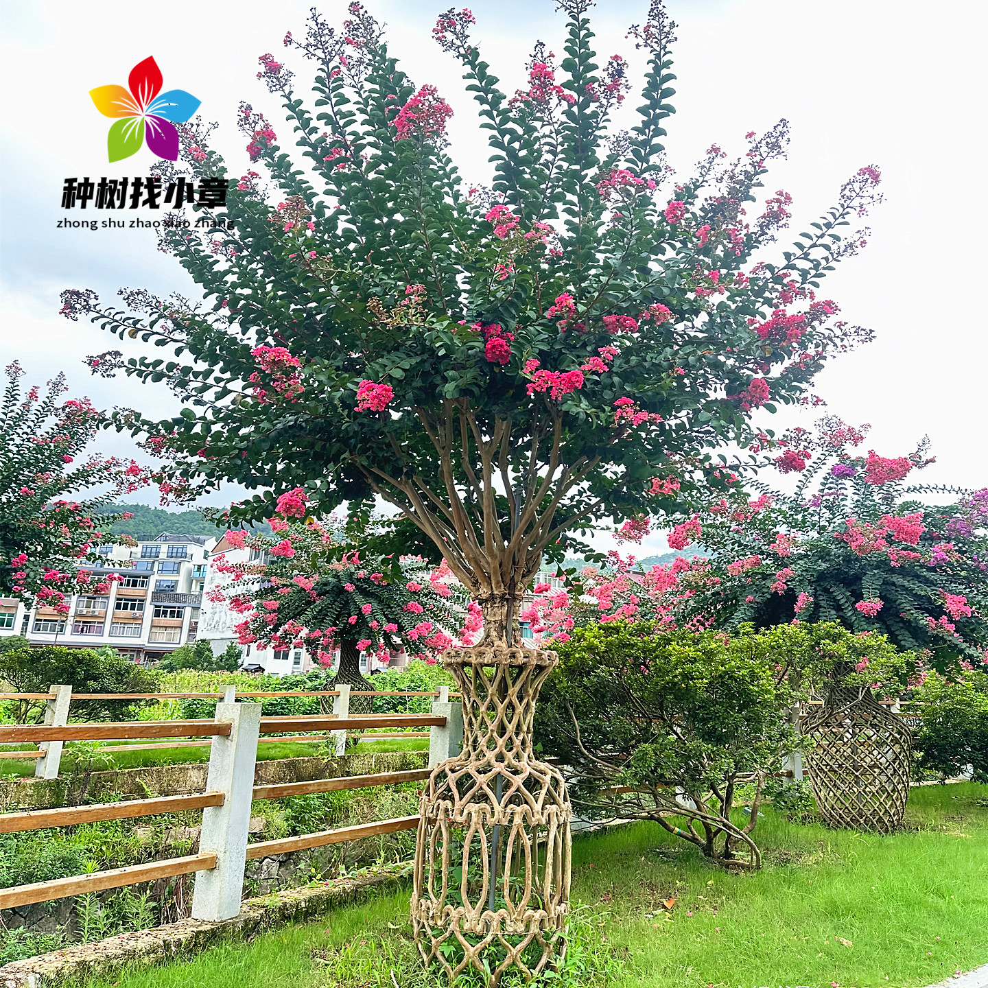 紫薇花瓶庭院园林耐寒造型风景树