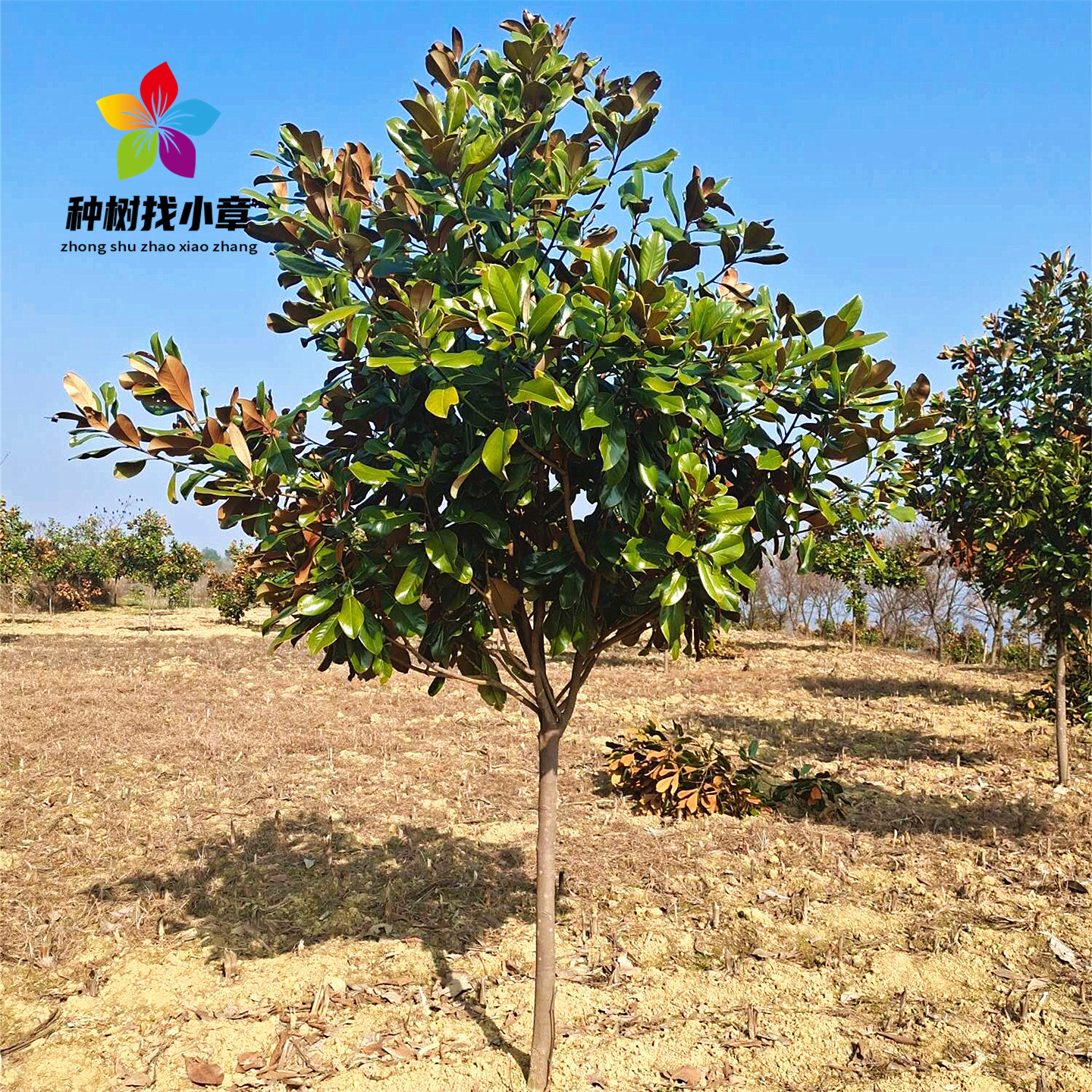 广玉兰树苗四季常青绿化风景大树