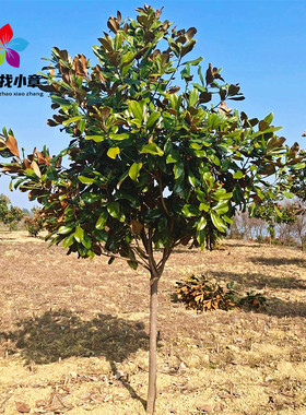 广玉兰树苗四季常青绿化风景大树
