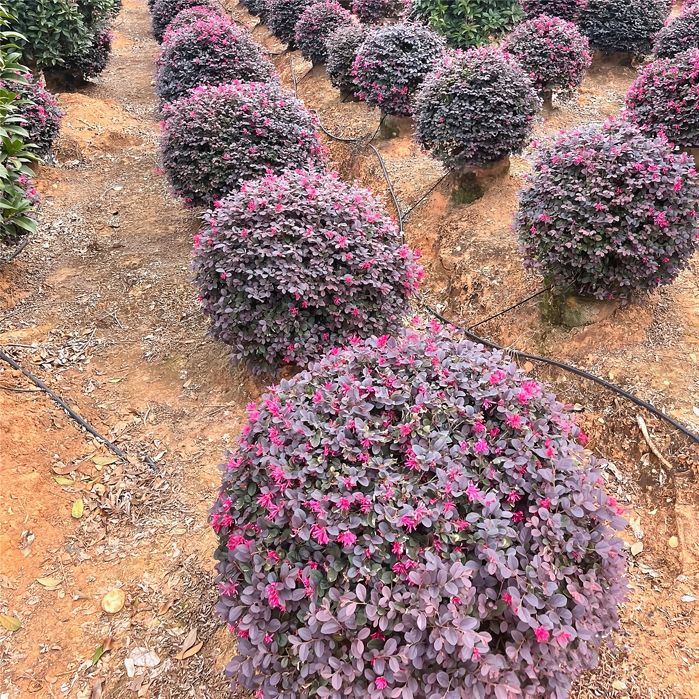 红花继木球树苗庭院盆栽四季常青篱笆彩叶色块花镜绿化植物风景树