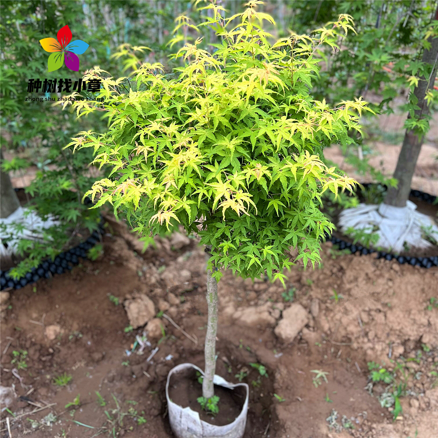 黄金枫庭院耐寒彩叶绿化风景树苗
