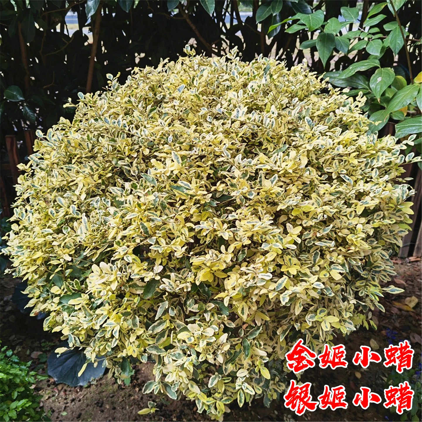 银姬小蜡球树苗庭院耐寒四季常青彩叶绿化色块花镜植物金姬水蜡球