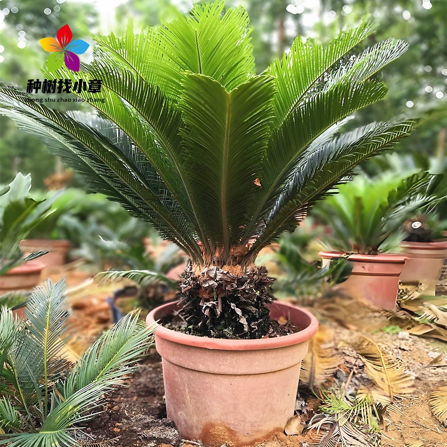 铁树盆栽别墅庭院常青绿化风景树