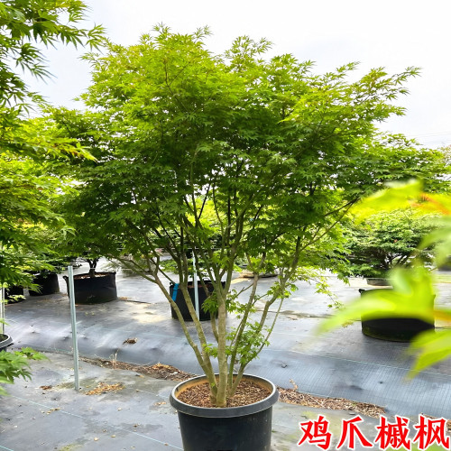鸡爪槭庭院大型耐寒绿化风景树苗