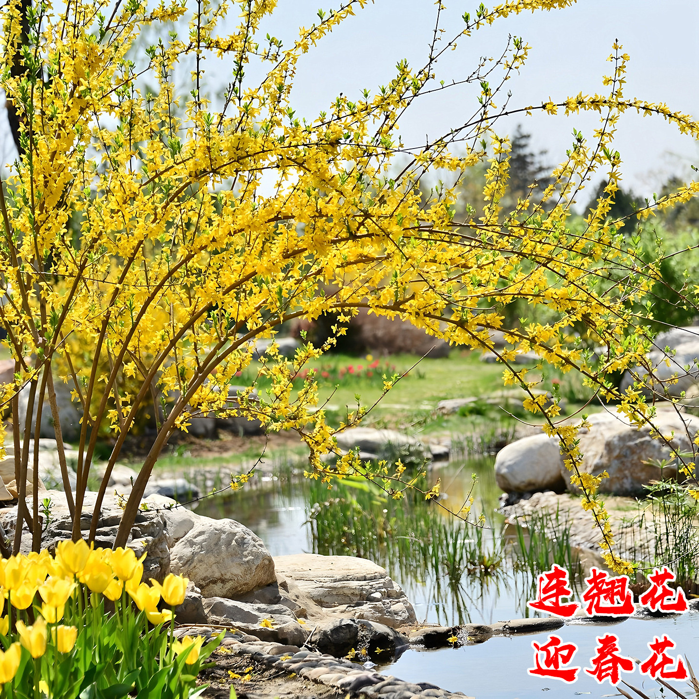 连翘花树苗庭院盆栽耐寒风景树苗