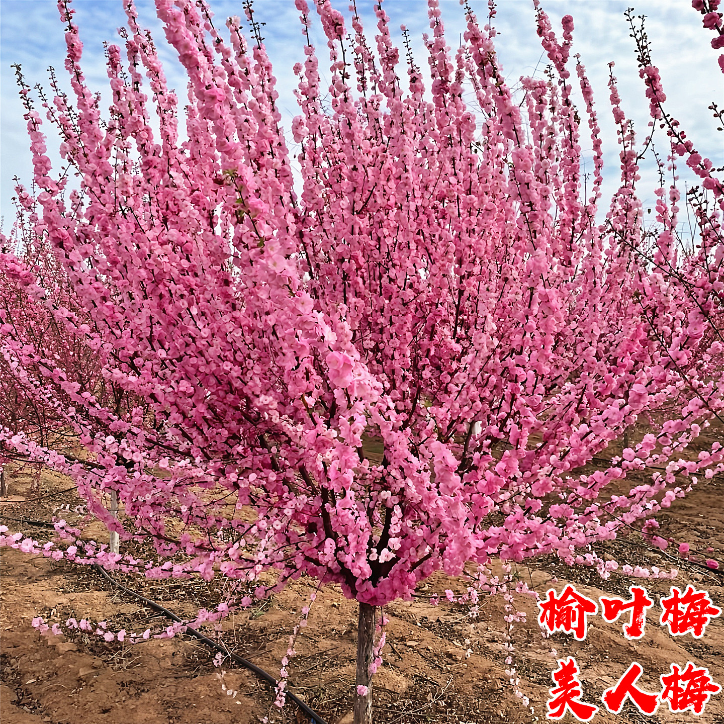 榆叶梅花树苗嫁接盆栽美人梅庭院园林耐寒绿化风景大树榆叶梅树苗