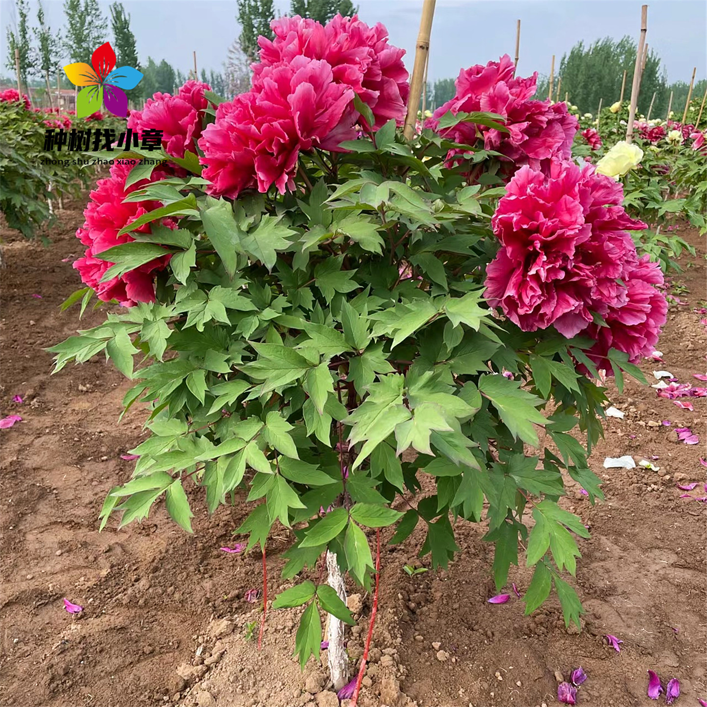 牡丹花树苗嫁接重瓣大苗盆栽花卉