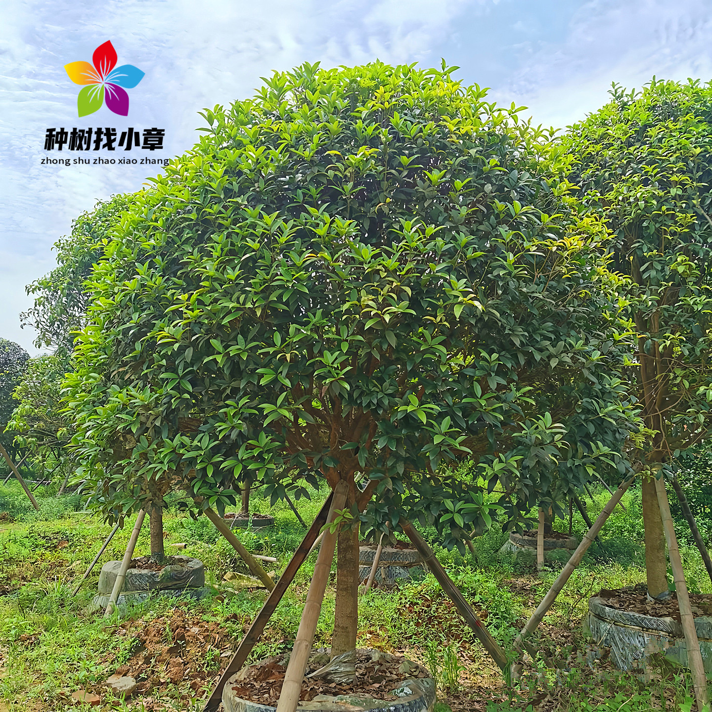 桂花树苗庭院园林四季常青风景树