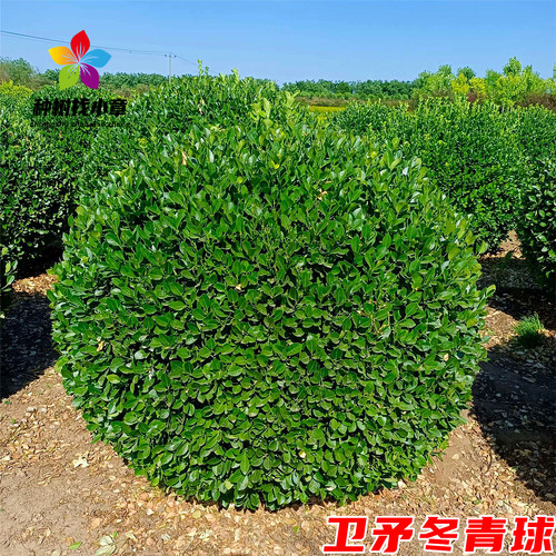卫矛庭院耐寒四季常青绿化风景树