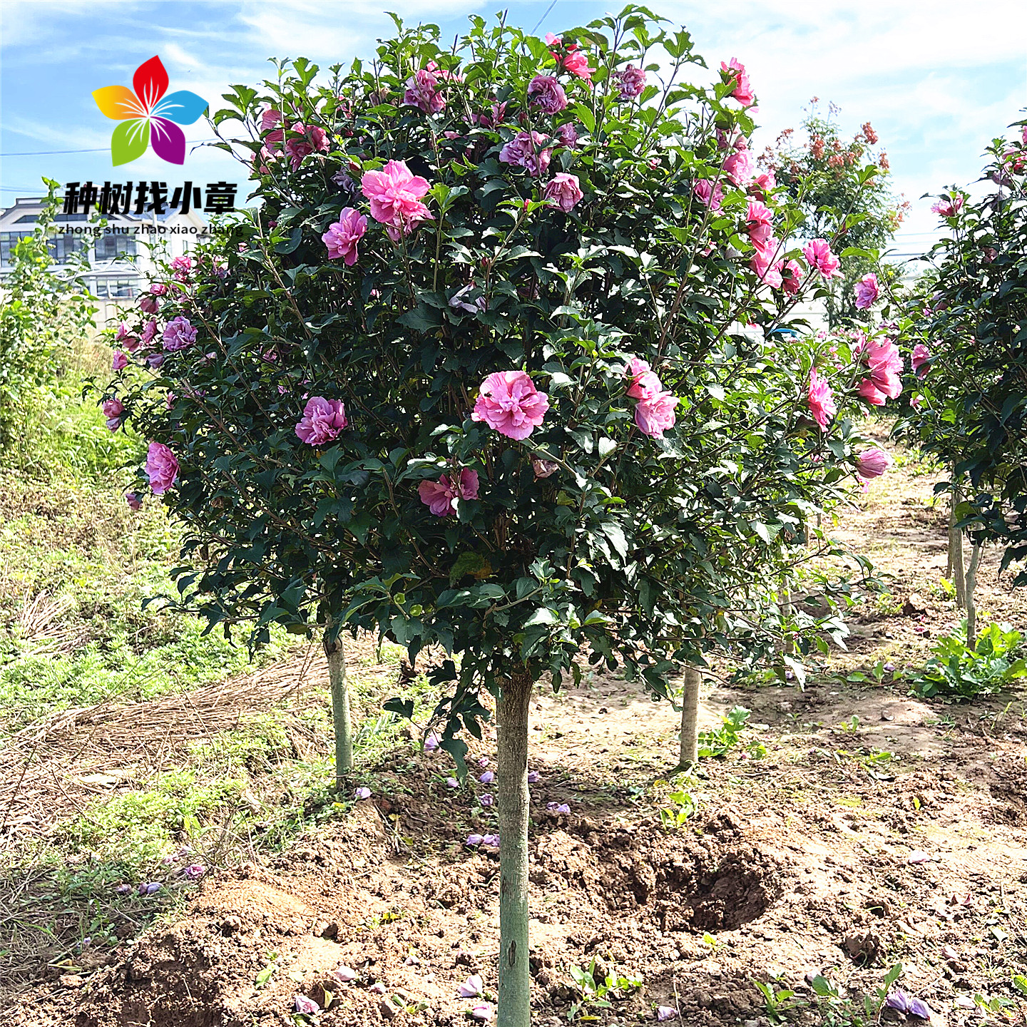 木槿花庭院大型耐寒绿化风景树苗
