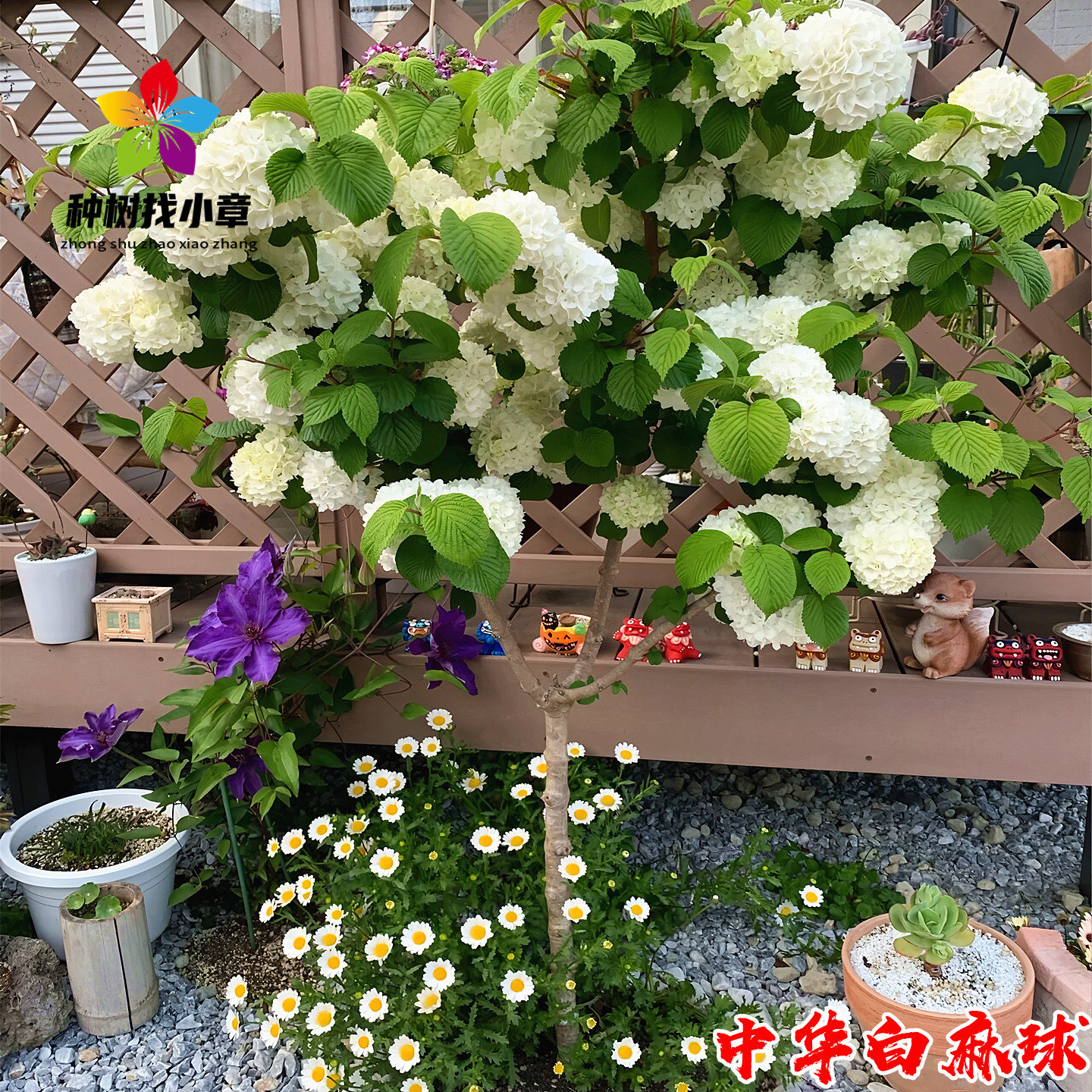 白麻球耐寒风景花树丛生白麻绣球