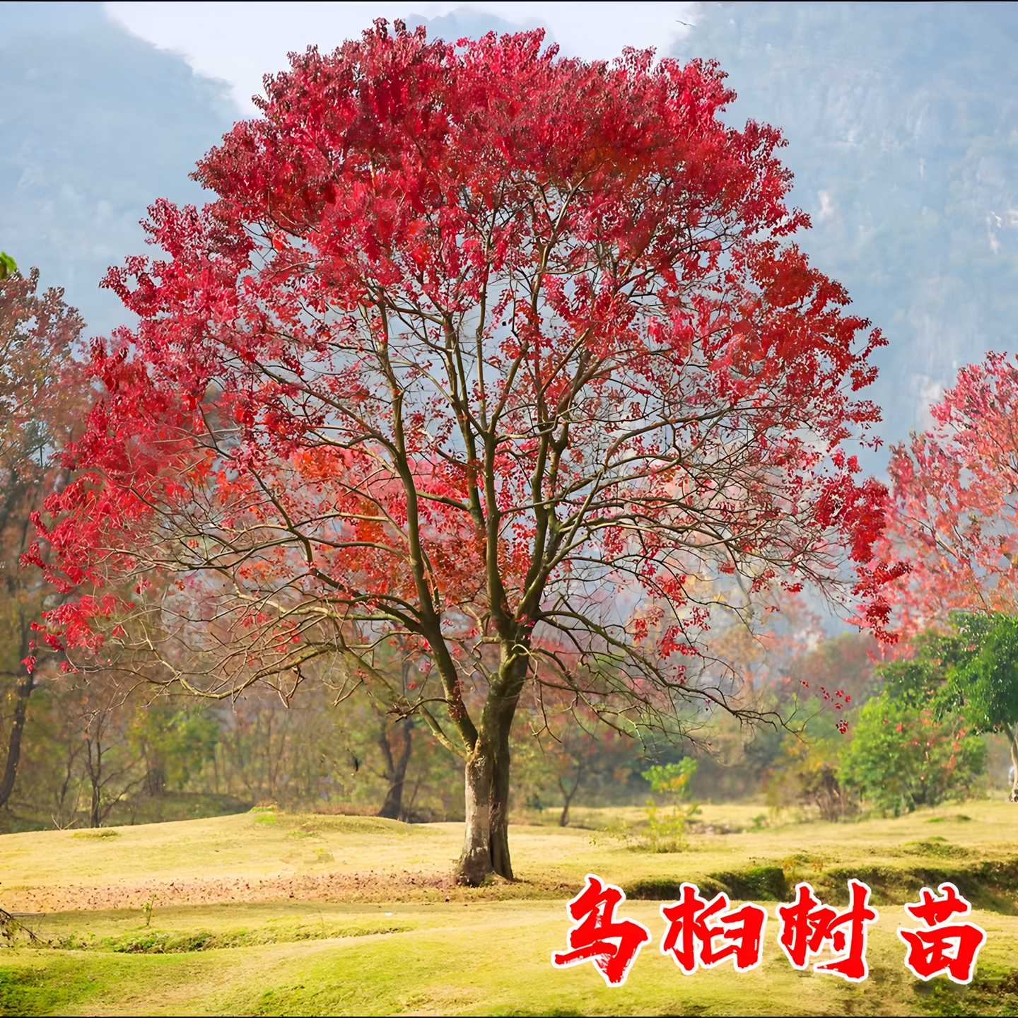 乌桕树苗庭院园林耐寒彩叶风景树
