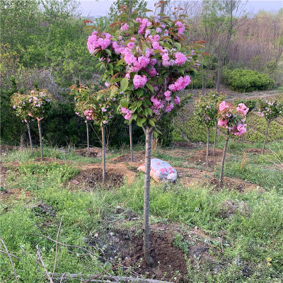 樱花庭院盆栽耐寒大型绿化风景树