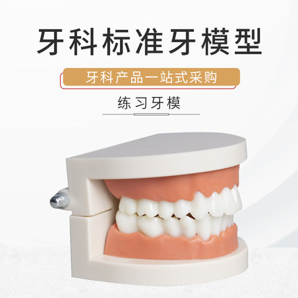 牙齿模型幼儿园早教刷牙模具标准两倍假牙科儿童宝宝口腔教学道具