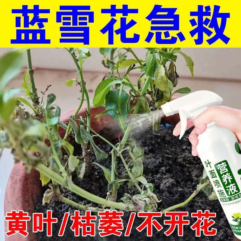 适合各种花的营养液蓝雪花专用营养液催花促花防落蕾四季叶面喷施 鲜花速递/花卉仿真/绿植园艺 家庭园艺肥料 原图主图