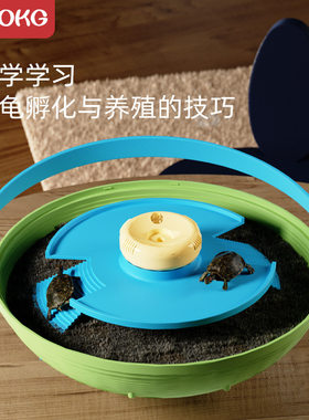 BOKG乌龟蛋可孵化小宠物草龟活物