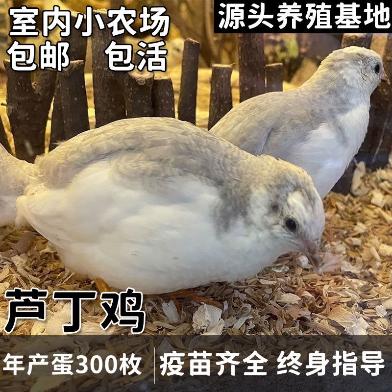 宠物鸡活体观赏鸡活物全色系40到60天迷你网红家养宠物青年产蛋鸡