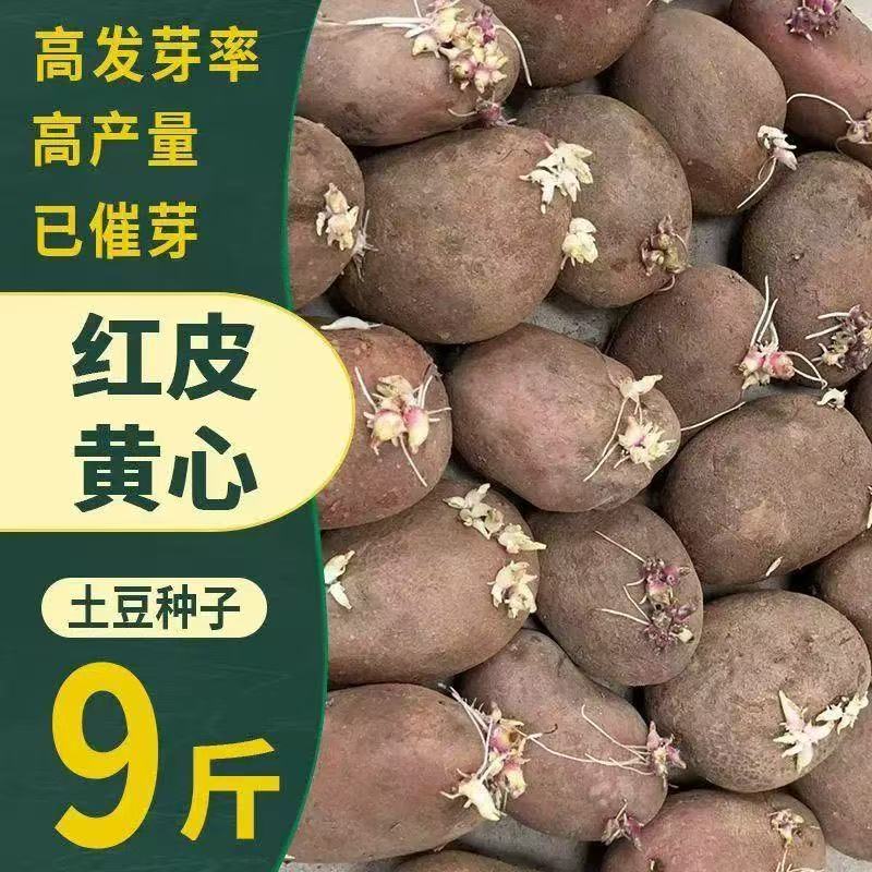 高产生农家自种红皮土豆种子马铃薯洋芋高产生农家自种红皮土豆种