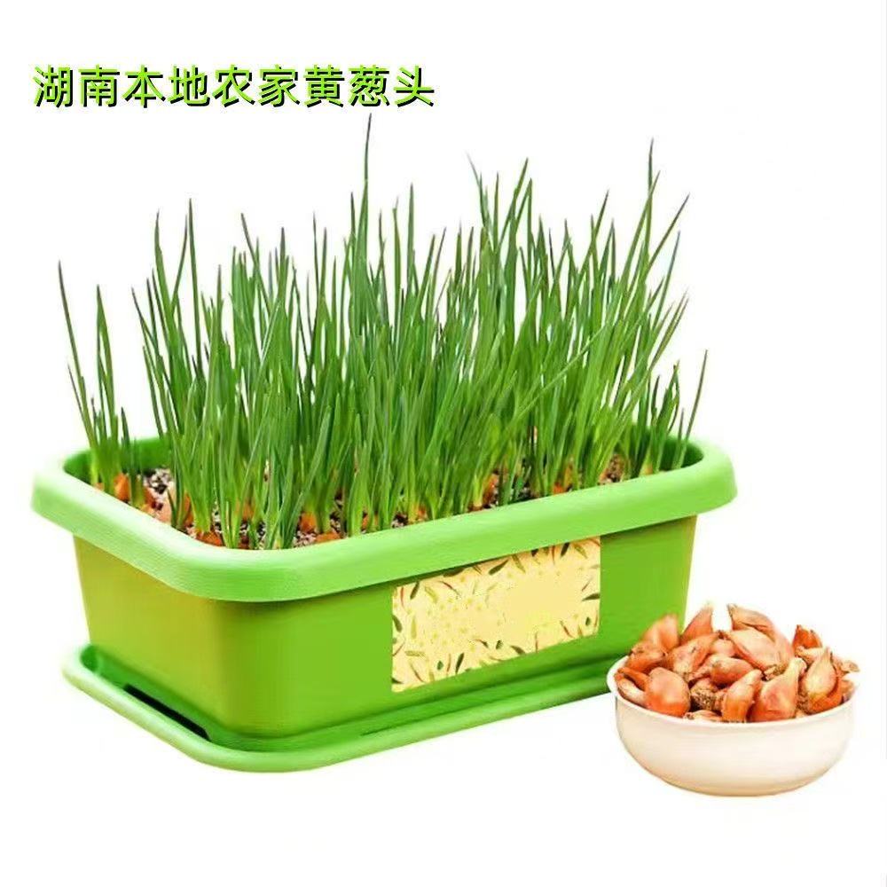 红葱头新鲜干葱头火小香葱子1斤10包邮广东农家现货可种做肠粉汁