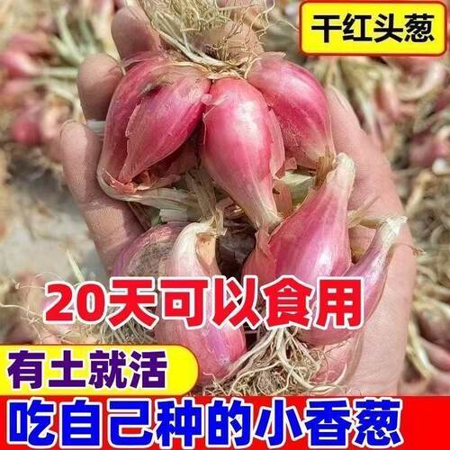 红根小香葱种子红葱头火葱籽葱种籽盆栽菜蔬菜孑小葱四季