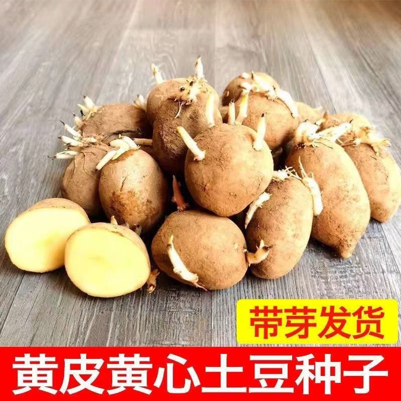云南土豆种子高产黄皮农家洋芋马铃薯高产云南农家黄皮洋芋子种
