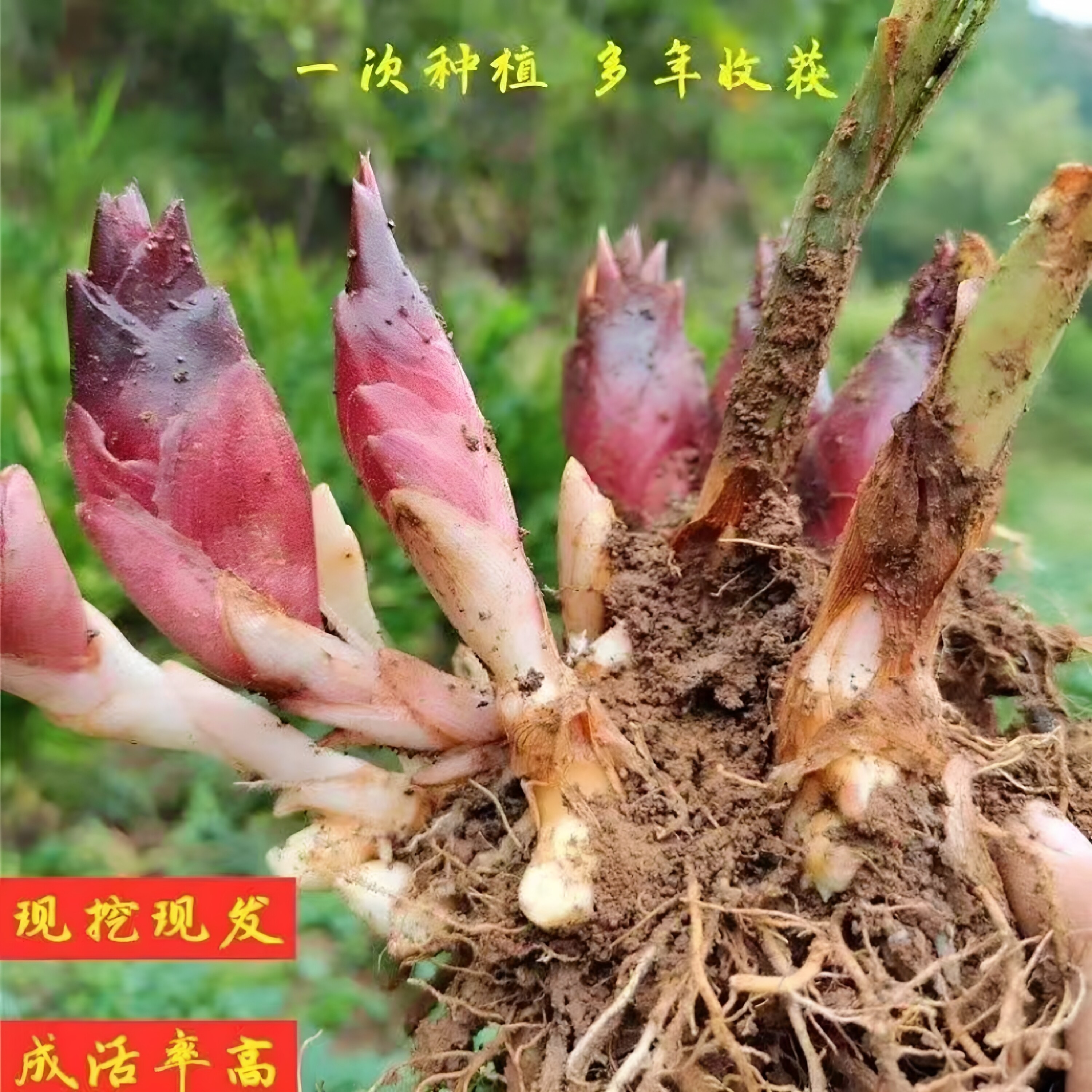 阳荷姜种新鲜现挖根苗易种洋霍火洋河农家蔬菜种洋荷姜种苗