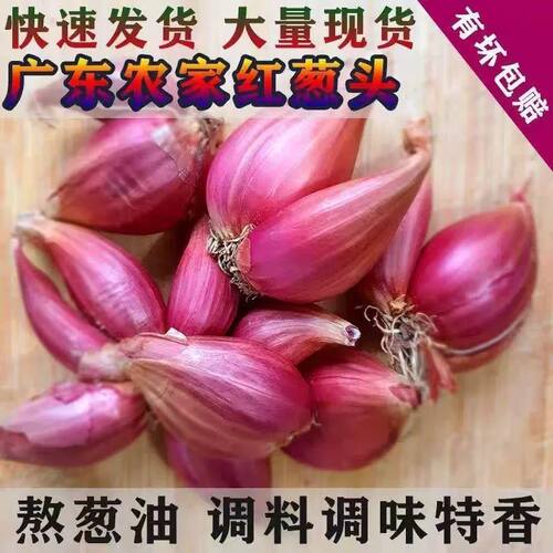 正宗便宜实惠新鲜四季农家红葱头可种可吃蔬菜种子