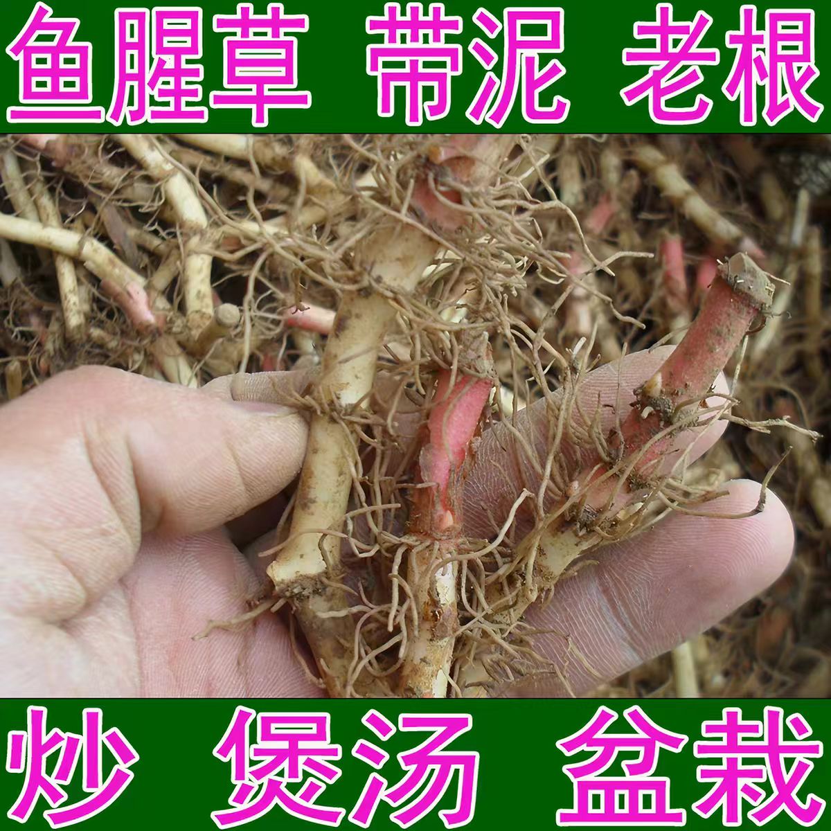 四川折耳根种籽新鲜鱼腥草种子四季盆栽阳台易活蔬菜苗带泥特产