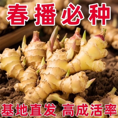 农家种植黄姜带芽老姜正宗云南本地小黄姜发芽生姜非大生姜种子