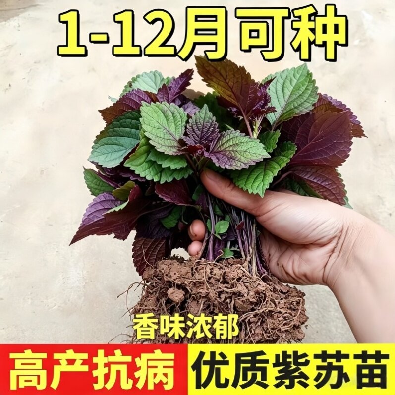 双色紫苏苗秧天然苏子种子持续采收四季盆栽阳台正宗蔬菜苗