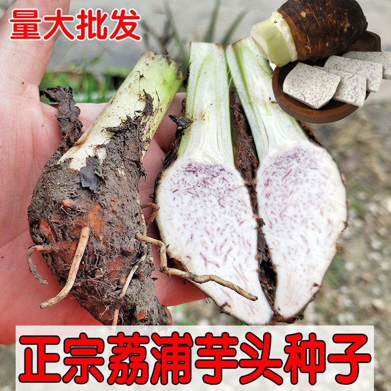 正宗广西桂林荔浦香芋头种植苗子农家自种槟榔芋紫藤芋子仔蔬菜种图片