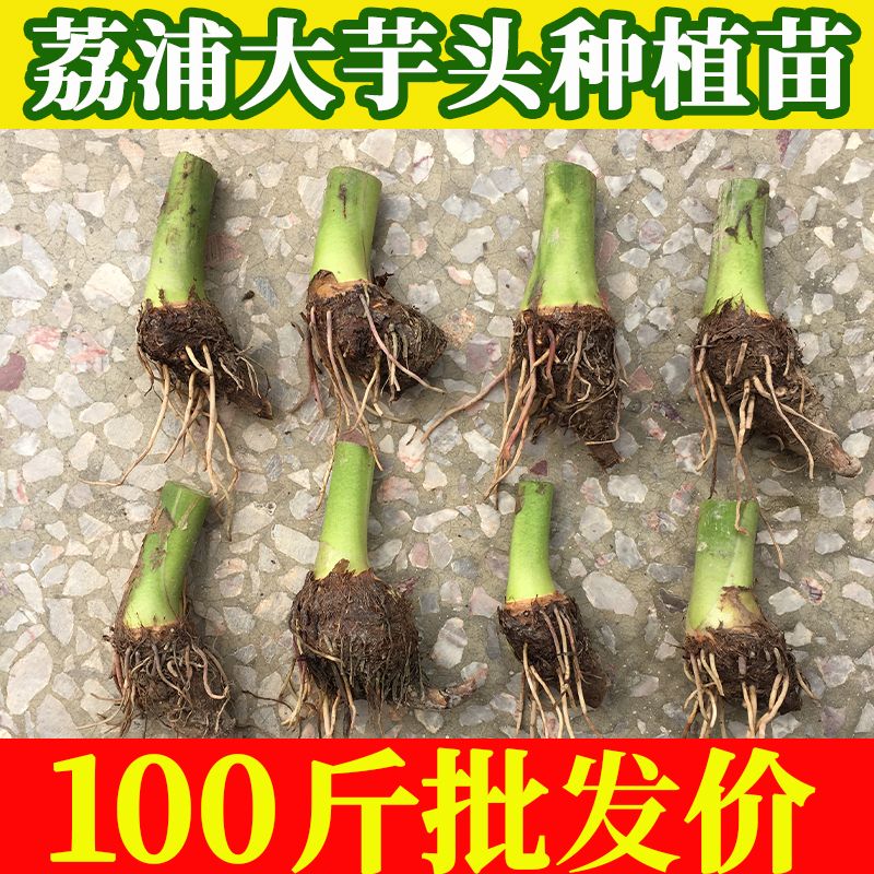 【量大价】正宗广西荔浦市大芋头种植苗槟榔芋紫藤香芋子图片