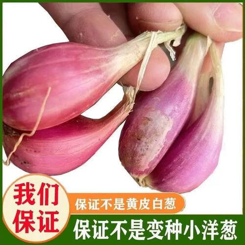 新鲜正宗便宜实惠四季农家红葱头可吃可种蔬菜种子