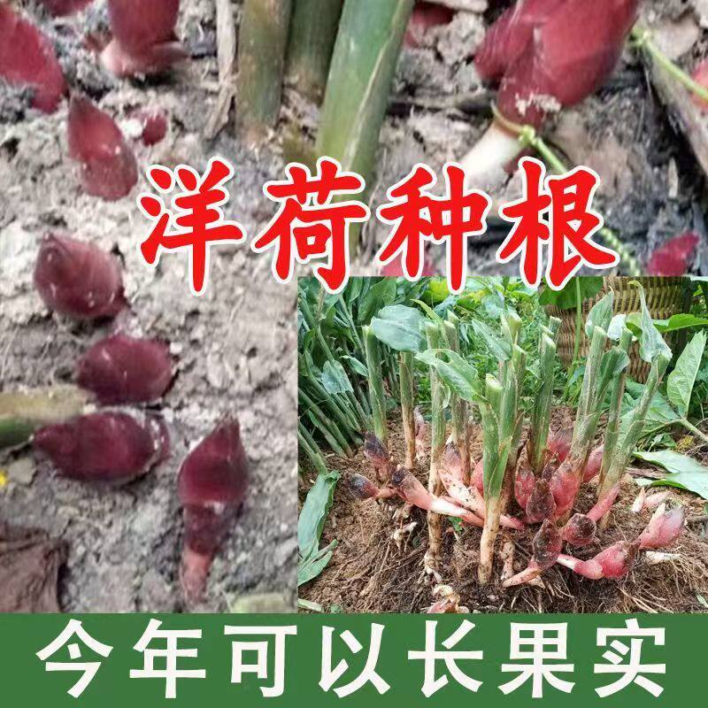 湖北恩施阳荷种子阳荷姜根苗洋河种子洋河姜根苗莲花姜种根