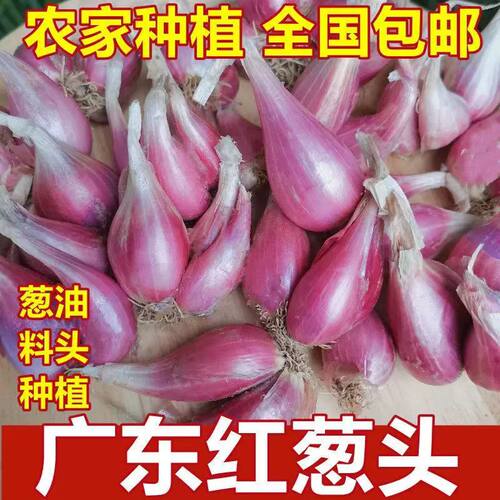 本地葱头四季小葱正宗红葱头种新鲜香葱商用葱种小香葱干葱头种籽