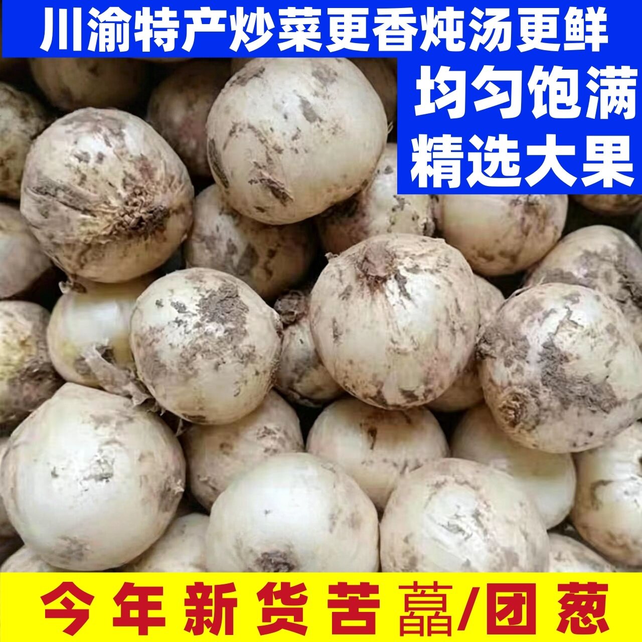 四川苦藠新鲜团蒜小根蒜野葱头苦茭头小洋葱头九母子圆蒜薤白