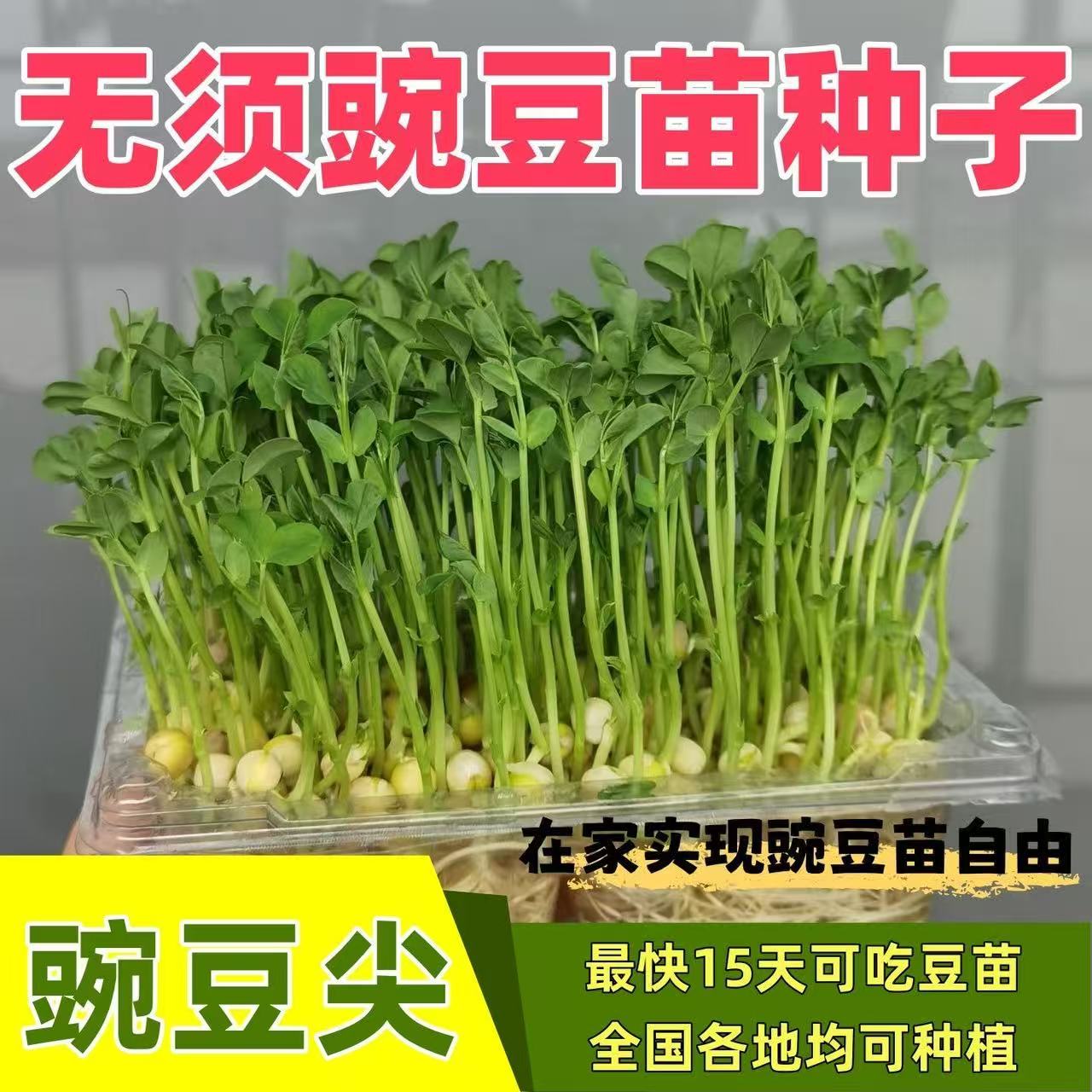 豆苗苗种尖蔬菜孑甜豌豆种籽碗豆苗豌豆豆种无须荷兰盆栽
