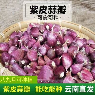 紫皮大蒜种子大蒜种农家土蒜蒜瓣宽叶早蒜红皮大蒜出蒜苔红