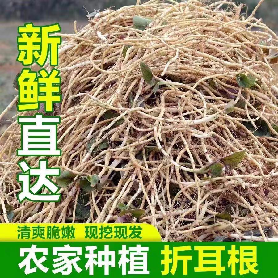 新鲜现挖带泥折耳根嫩根贵州特产
