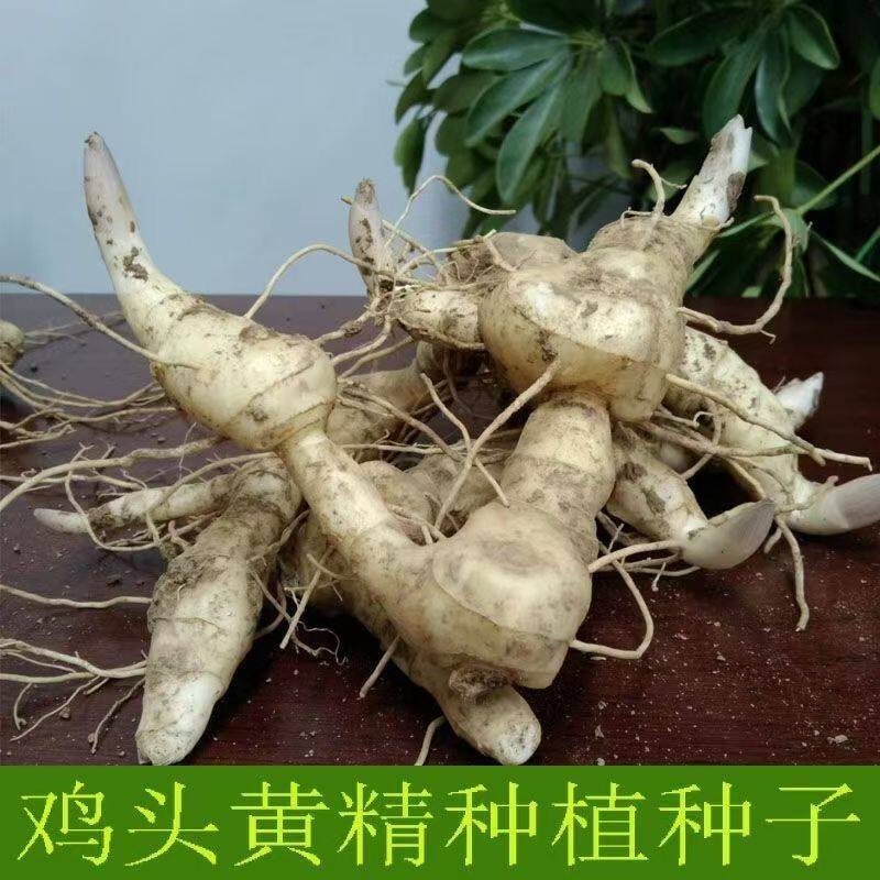 易成活多花姜型鸡头甜黄精野黄精新鲜现挖中药材黄精种植苗图片