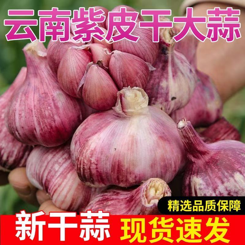 2025年新云南紫皮大蒜干大蒜5斤多瓣蒜红皮香蒜香辣新种子