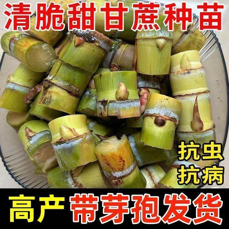 正宗广西黑皮甘蔗种苗南北可种高产带芽苞水果甘蔗种植苗籽优良