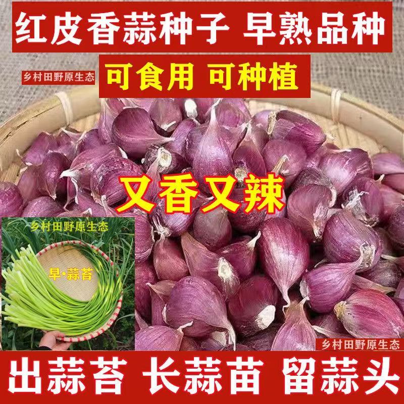 高产可留种优质饱满山东红皮大蒜种新鲜可吃可种出早蒜苔红根蒜苗