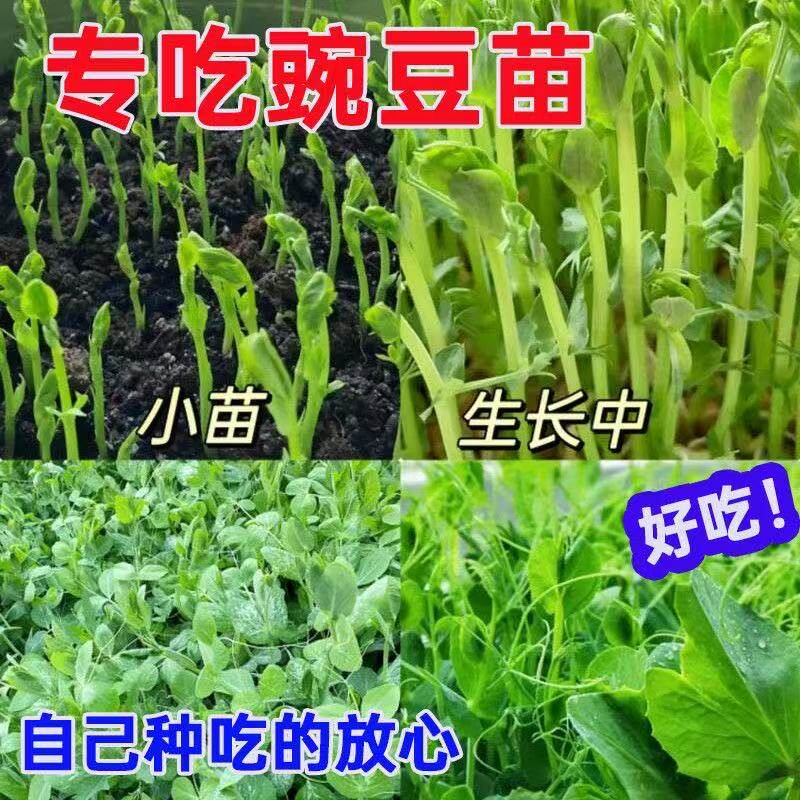 甜豌豆苗种籽龙须豌豆荷兰豆蔬菜种孑四季播种植芽苗菜豌