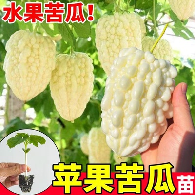 苹果苦瓜苗秧苗大肉白苦瓜带土疙瘩绿苦瓜四季高产盆栽蔬菜苗子