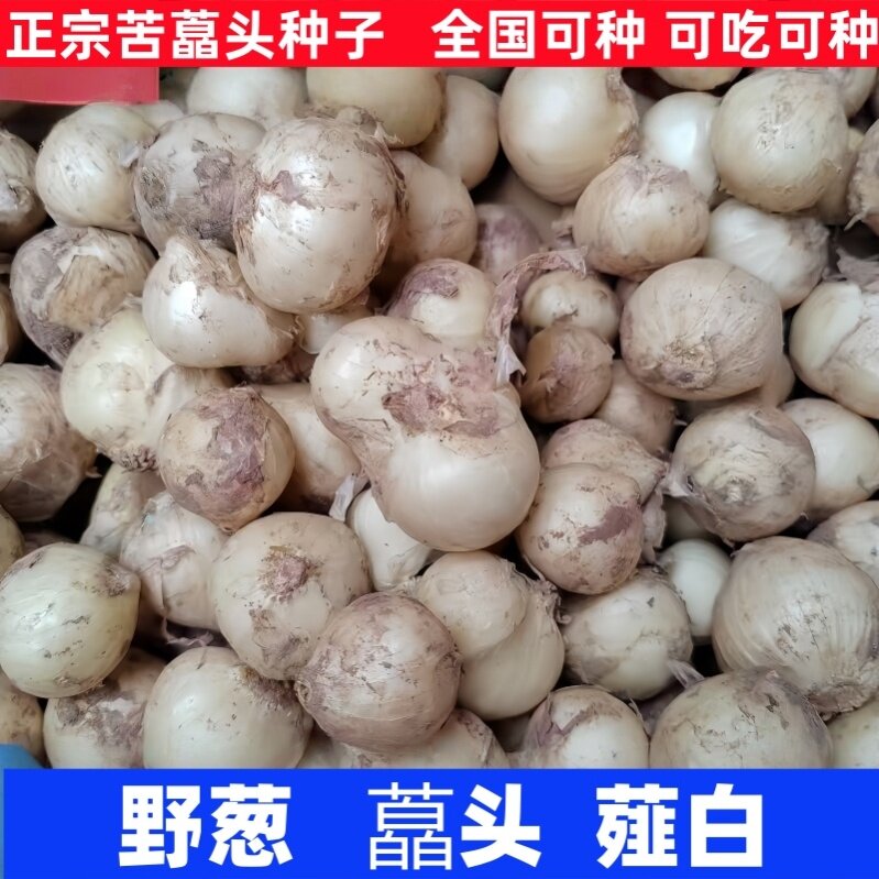 野葱种籽苦藠头种子野山葱薤白小根蒜农家苦胡葱蔬菜种子直供