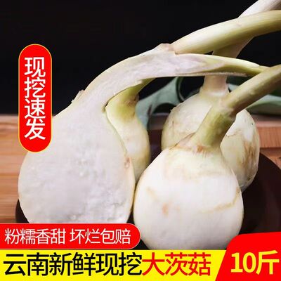 云南现挖新鲜白茨菇粉糯